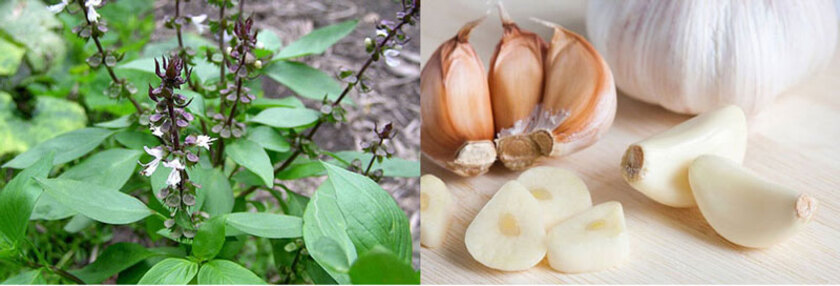 Tỏi và húng quế có tác dụng chữa sâu răng rất tốt