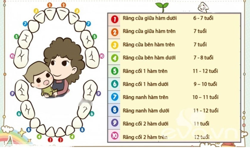 Trẻ em mọc răng sữa hàm trên hay hàm dưới trước
