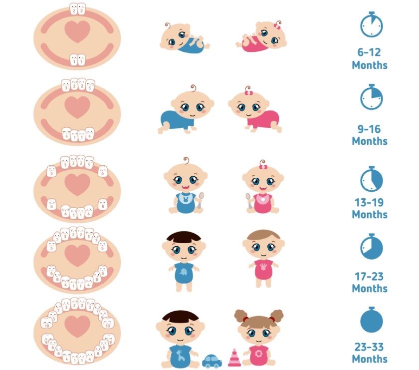 Biết được trình tự mọc răng của bé sẽ giúp ba mẹ chăm sóc bé được tốt hơn
