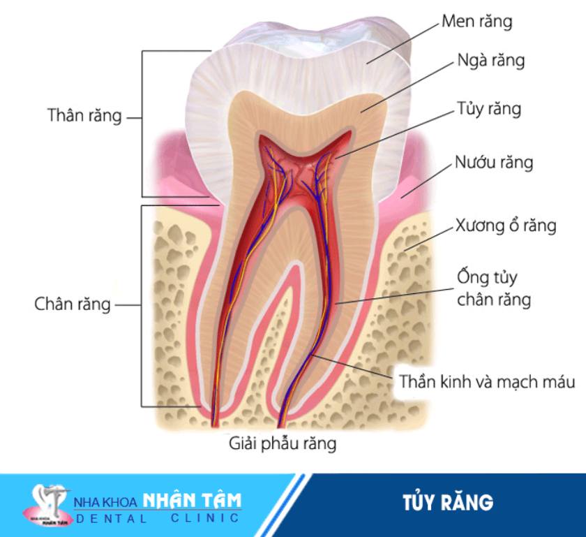 Tủy răng bao gồm nhiều mạch máu và dây thần kinh nhỏ, trải dài từ thân răng cho đến chân răng