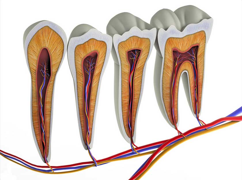 Tủy răng chứa các dây thần kinh và mạch máu