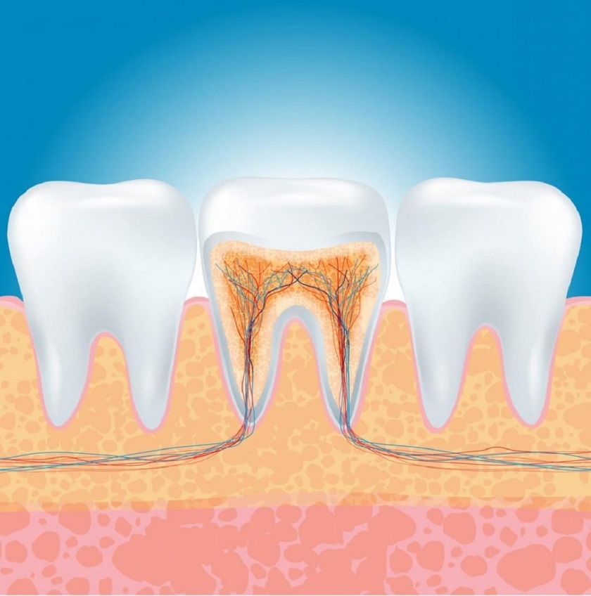 Tìm hiểu về răng số 6 có mấy ống tủy và công dụng của chúng