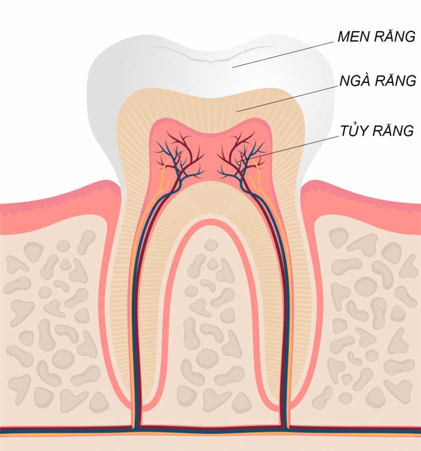 Cấu trúc răng gồm men răng, ngà răng và tủy răng
