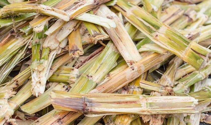 Chất xơ trong bã mía giúp vôi răng mềm và bong dần ra